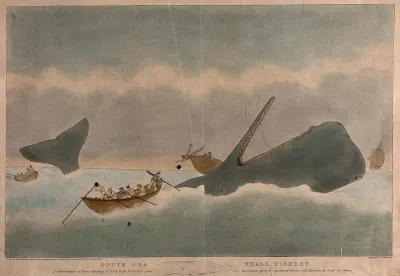 Fishermen in boats have been attacking a whale but one boat is upset and a man is falling out