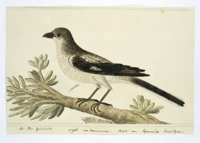 Fiskaal (lanius collaris)