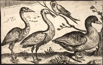 Fiskehejre, skestork, en and og en spurvefugl