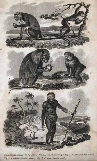 Five apes: orangutan, Barbary ape, baboon, leonine monkey and varied monkey