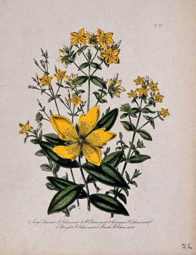 Five British wild flowers, all types of St