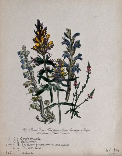 Five British wild flowers, including broomrape (Orobanche caerulea), vervain (Verbena officinalis) and toothwort (Lathraea squamaria)