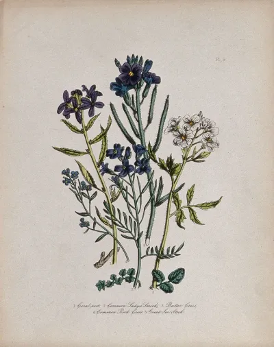 Five British wild flowers, including coral-root (Dentaria bulbifera), lady's smock (Cardamine pratensis) and rock cress (Arabis species)