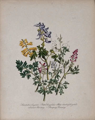 Five British wild flowers, three Corydalis species, and two similar fumitory species