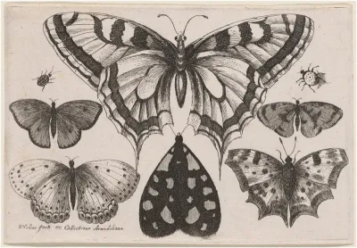 Five Butterflies, a Moth, a Beetle, and a Spider