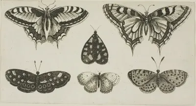Five Butterflies and a Moth, from Diversae Insectorum...Figurae
