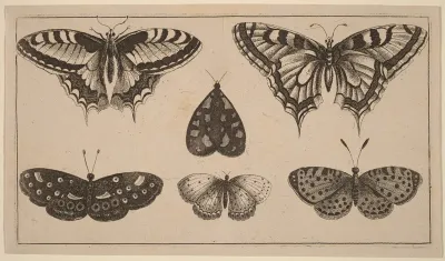 Five Butterflies and a Moth