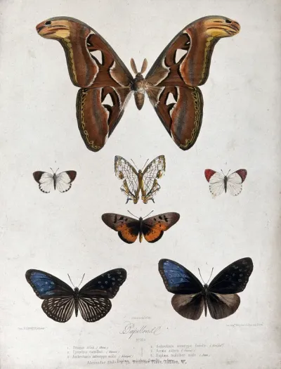 Five butterflies and moths, including the atlas moth (Attacus atlas) and orange-tip (Anthocharis sp.)
