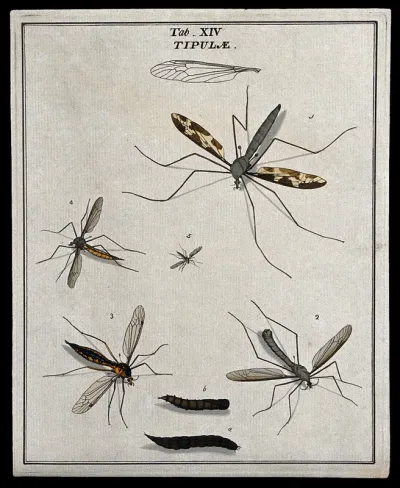 Five crane flies (Tipulidae species): adults and larva