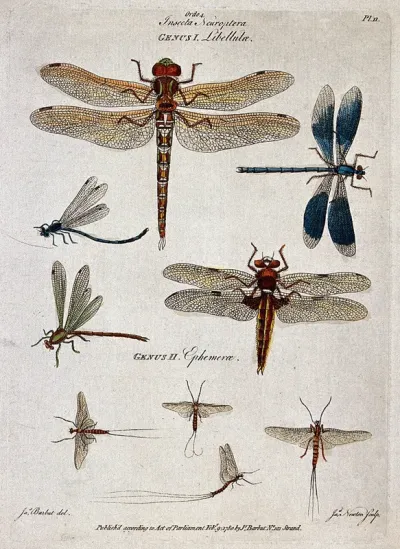 Five dragonflies and four mayflies