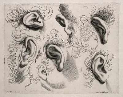 Five ears surrounded by hair