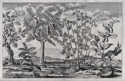 Five Egyptian trees with fruit, including the tamarind, mulberry fig and baobab