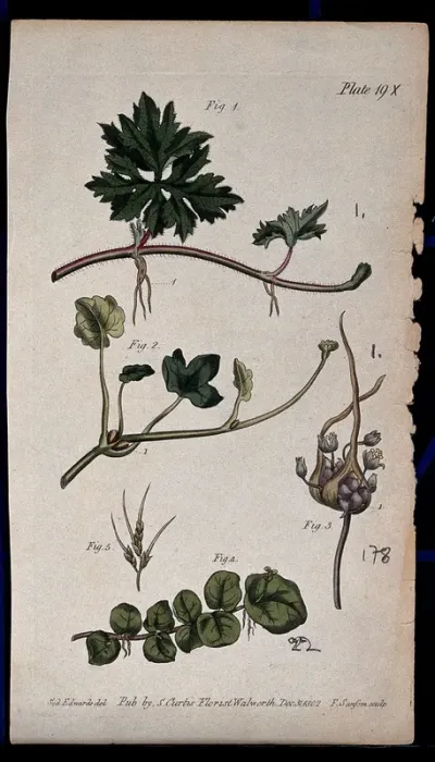 Five examples of different plant stems: a crow-foot, pilewort, onion, cuckoo flower and sheep's fescue plant