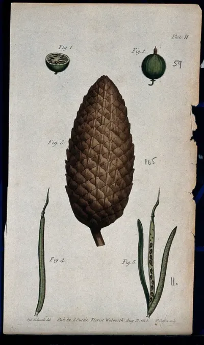 Five figures showing fruit, pericarps and seeds of a gooseberry, fir cone and wallflower