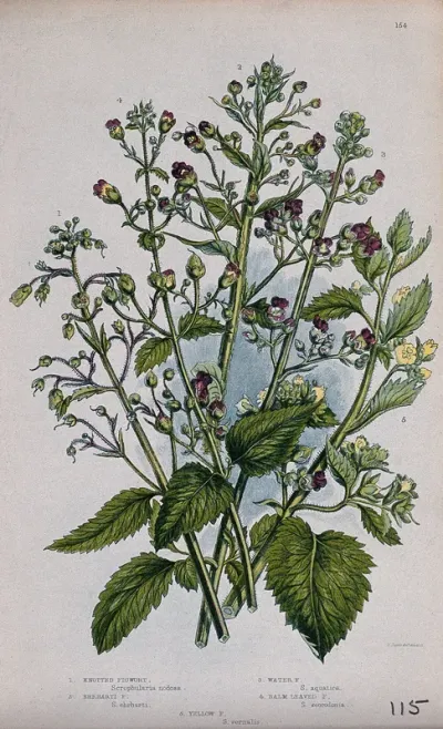 Five flowering plants, all types of figwort (Scrophularia species)
