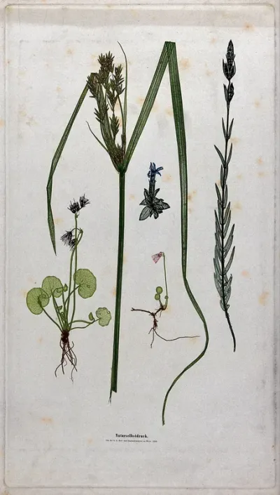 Five flowering plants, including a sedge (Carex species) and stemless gentian (Gentiana acaulis)