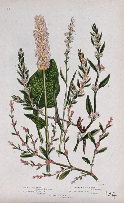 Five flowering plants, including bistort (Polygonum bistorta) and knotgrass (Polygonum aviculare)