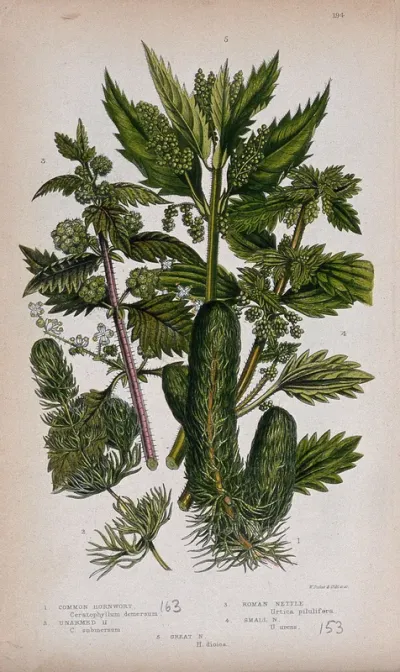 Five flowering plants, including hornworts (Ceratophyllum species) and nettles (Urtica species)