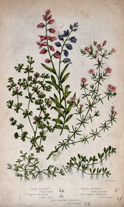 Five flowering plants, including milkwort (Polygala vulgaris) and sea heath (Frankenia laevis)