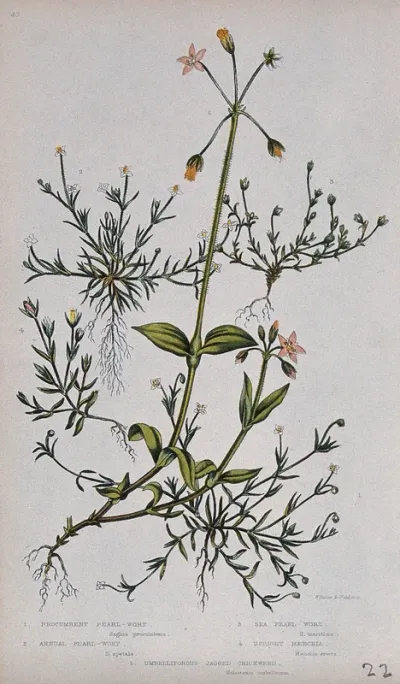 Five flowering plants, including pearlwort (Sagina procumbens) and mouse-ear (Holosteum species)