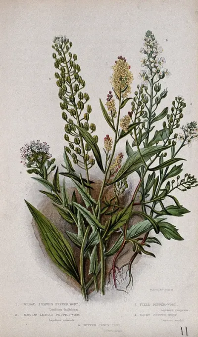 Five flowering plants, including pepperworts (Lepidium species) and candytuft (Iberis amara)