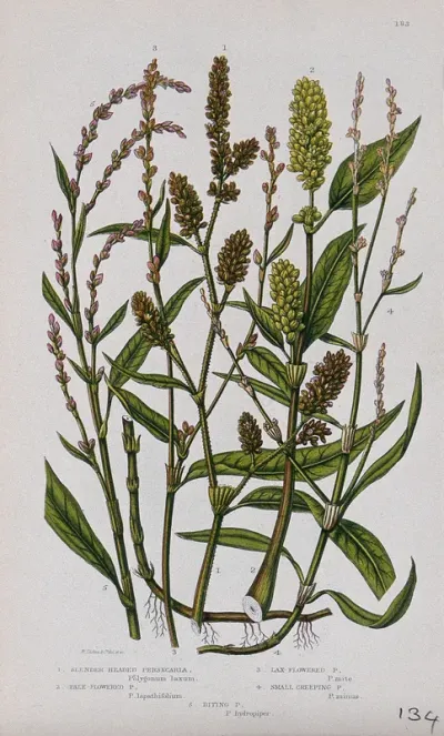 Five flowering plants, including water pepper (Polygonum hydropiper) and redleg (Polygonum persicaria)
