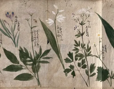 Five flowering plants, one possibly a species of Thalictrum
