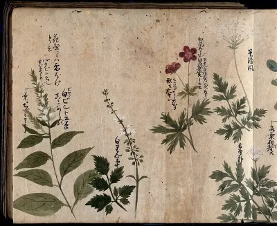 Five flowering plants, one possibly an Anthriscus species