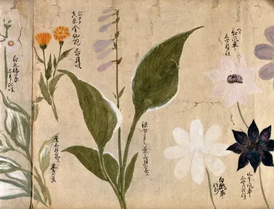 Five flowering plants, possibly including a Hosta species and three Clematis flowers