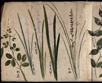Five flowering plants, possibly including three species of Liriope