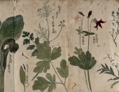 Five flowering plants, two possibly Aquilegia species