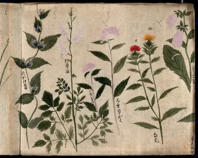Five flowering plants
