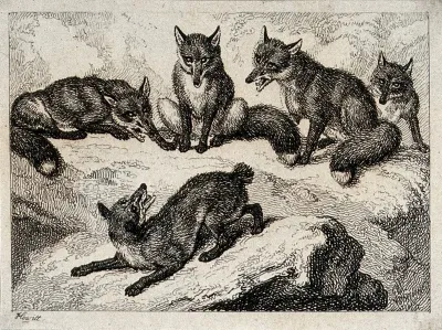 Five foxes on a rock