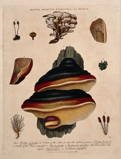 Five fungi, including two Boletus species, with anatomical detail