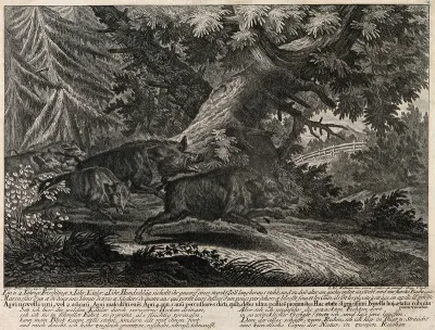 Five piglets of varying ages running through the forest towards a clearing