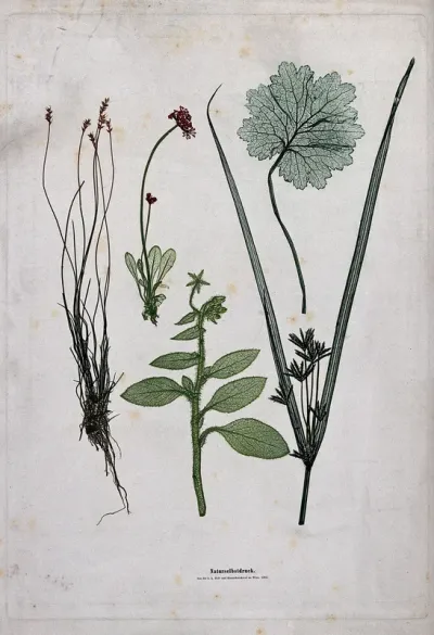 Five plants, including a grass, a sedge and a plant of the Boraginaceae family