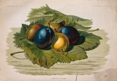 Five plums (Prunus domestica) in a bed of leaves