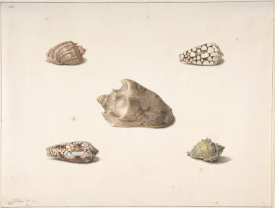 Five Shells