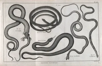 Five snakes of the cobra family, one a coral snake eating a lizard
