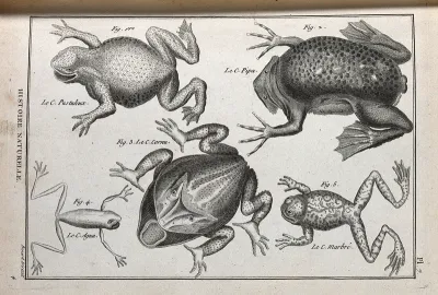 Five species of toad