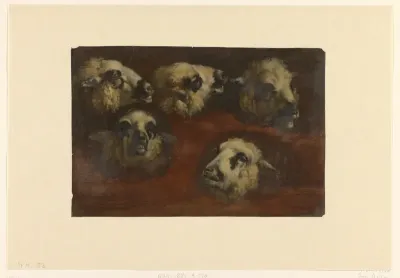 Five Studies of the Head of a Sheep