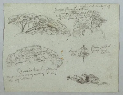 Five Studies of Tree Tops, Rio Magdalena, Colombia, 1853, Probably May