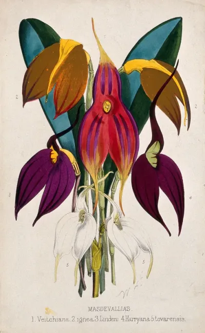 Five tropical orchids, all varieties of the genus Masdevallia: flowers and leaves