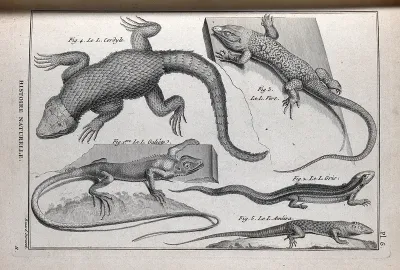 Five types of lizard, including the large spotted ground lizard and brown lizard