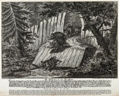 Five wild boar in a gorge in the forest set up as a trap: one is already in the enclosure while four others are following suit