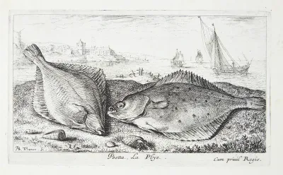 Fladfisk (Psetta)