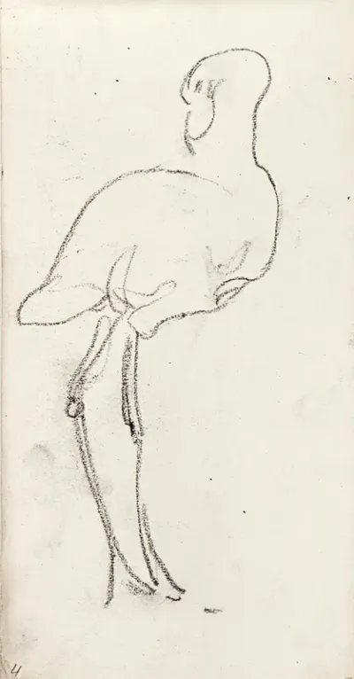 Flamingo
