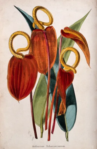Flamingo flowers (Anthurium scherzerianum): flowers and leaves
