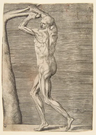 Flayed man holding the branch of a tree