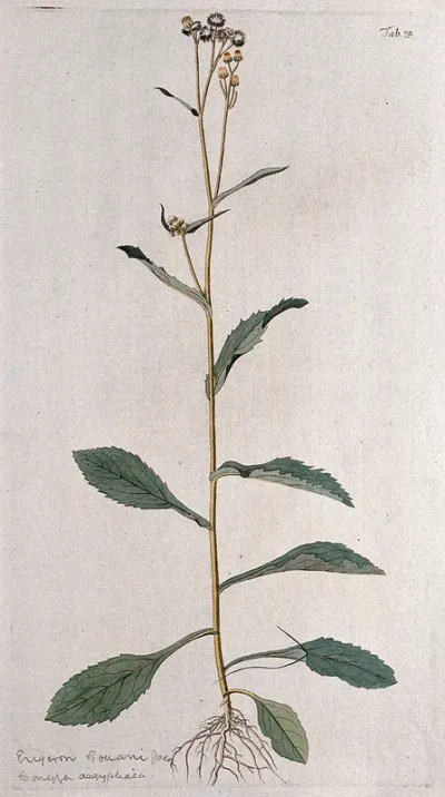 Fleabane (Erigeron sp.): flowering and fruiting stem